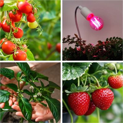 LED Žiarovka na rast rastlín VITABLOOM E27/8W/230V 1200K - Brilagi