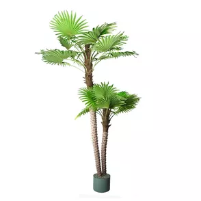 Palm Arenga Areka 250cm