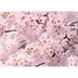 Fototapeta Sakura 180 x 127 cm, 1 diel