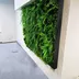 Vertical garden Fern Cascade