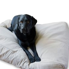 Luxusný pelech pre psa Lex & Max Professional 90 x 60 cm | béžový