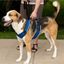 PetSafe Postroj EasySport čierny M