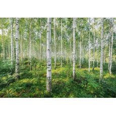 Komar FOTOTAPETA velikost: 368/254 cm