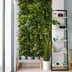 Vertical garden Tropical Freshness