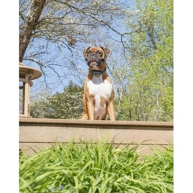 PetSafe® Obojok proti štekaniu - sprejový, dobíjací
