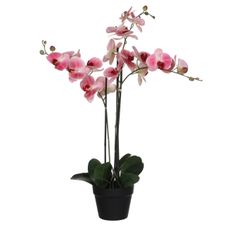 XXXL ORCHIDEA