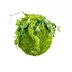 Hanging Moss Ball 35cm