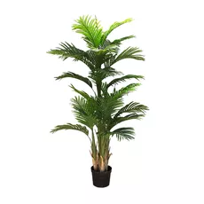 Decorative plant Ravenea 180cm