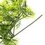 Umelá kvetina Asparagus, 40 cm