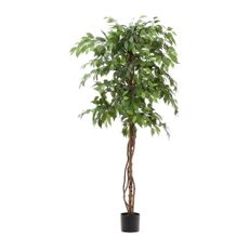 Umelý fikus (výška 180 cm) Ficus – Kave Home