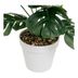 Umelá monstera (výška 38 cm) – Casa Selección