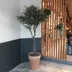 Artificial Olive Tree 205cm