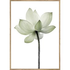 Monee UMELECKÁ TLAČ, kvety, 51,2/71,2 cm