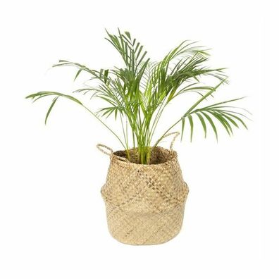 Compactor Pletený úložný košík z morskej trávy Belly, 45 x 36 cm, prírodná, L