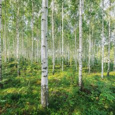 Komar FOTOTAPETA velikost: 368/254 cm
