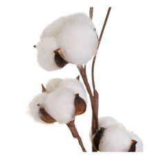 Sušená rastlina (výška 55 cm) Cotton – Casa Selección