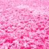 Mono Carpet Kusový koberec Efor Shaggy 7182 Pink - 80x150 cm