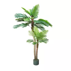 Palm Arenga 250cm