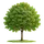 Záhrada