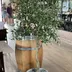 Artificial Olive Tree 205cm