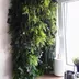 Vertical garden Hanging Gardens